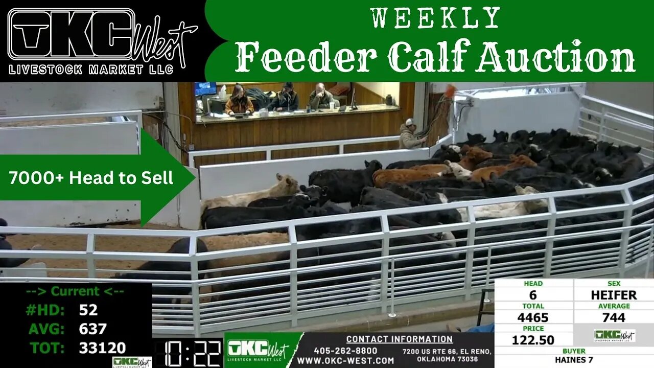 2/8/2022 - OKC West Feeder Calf Auction