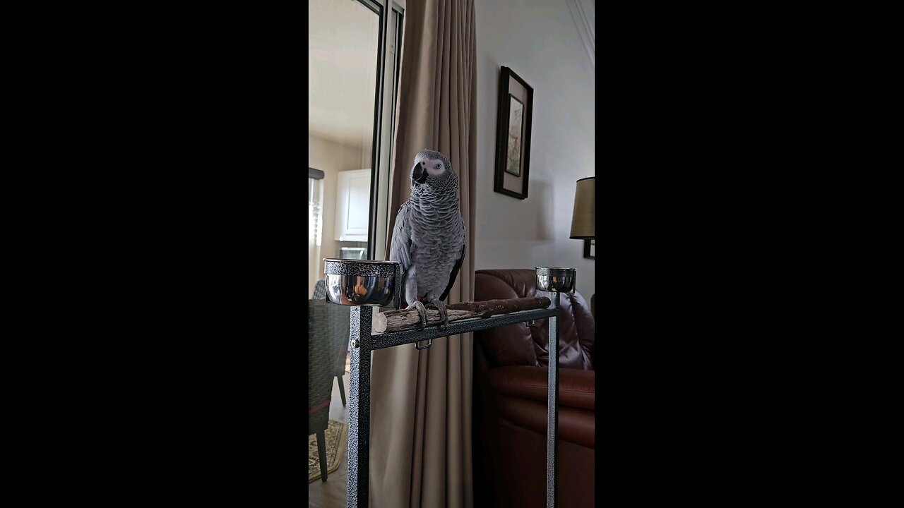 My Parrot Is A-okay