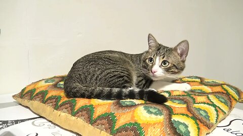 When He is Attentive, This Cat Gets Large Pupils