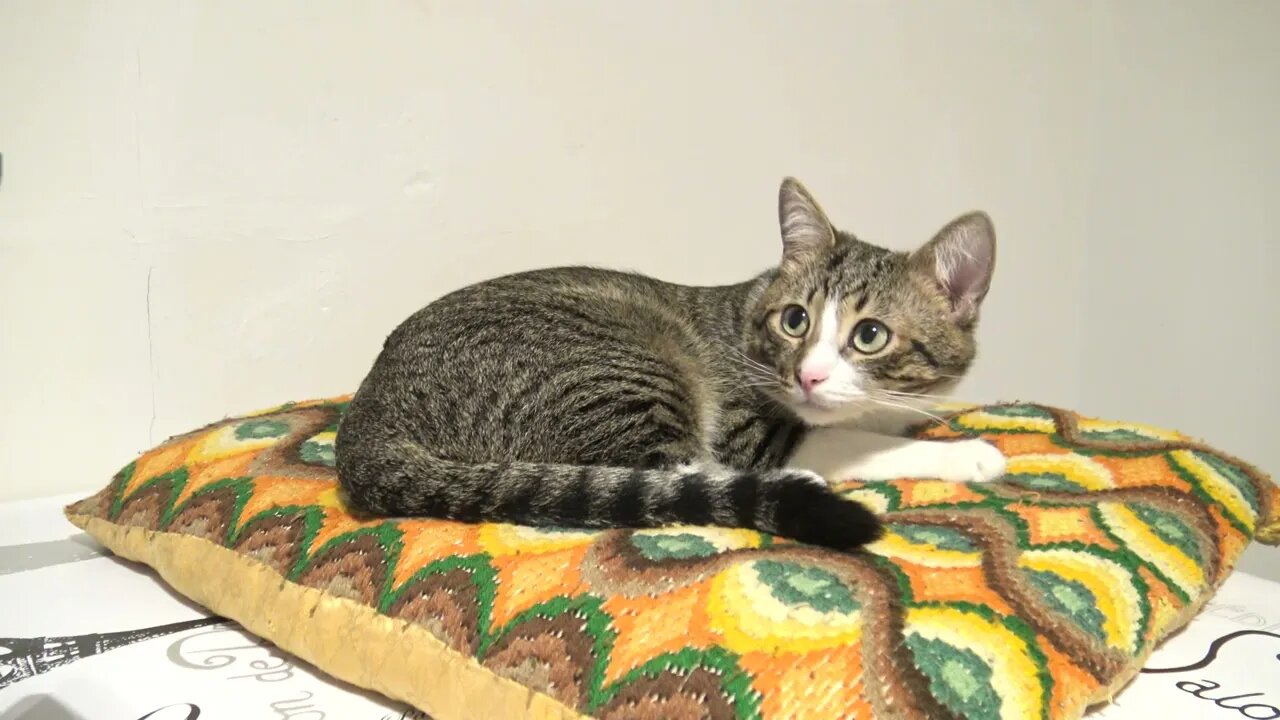 When He is Attentive, This Cat Gets Large Pupils