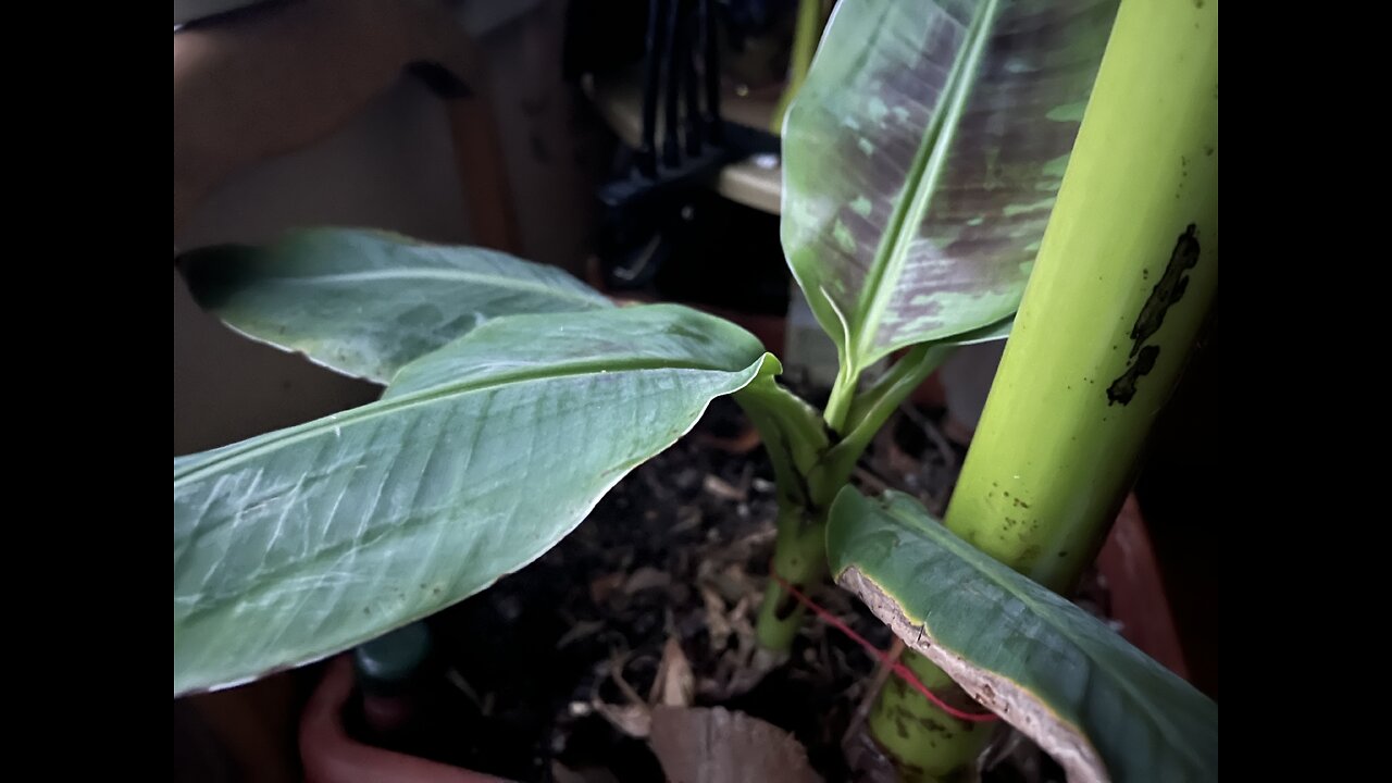 Banana indoor plant