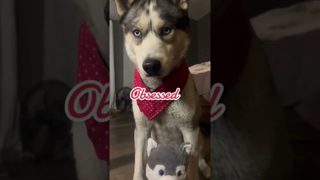 Obsessed with my husky ❤️ #cutedogs #husky #dogs #funnydogs #funnyhuskyvideo #valentines #pets