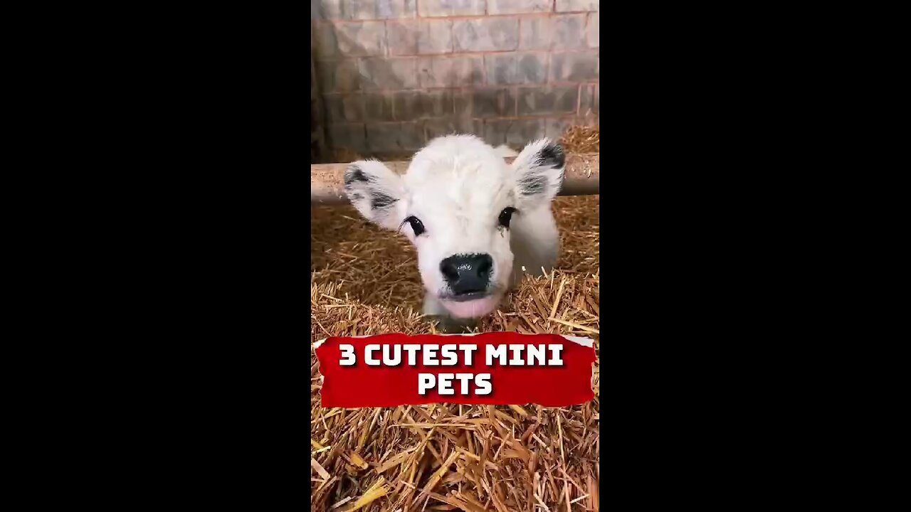 Three cutest pet