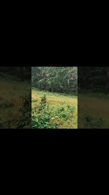 WTF Is That In The Woods 😲 #shorts #scary