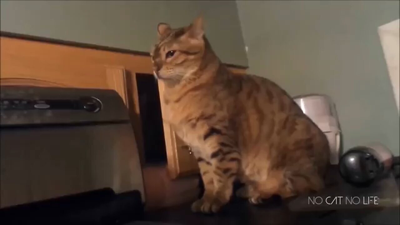 #VIRAL # Funny Cats Compilation (Most Popular)