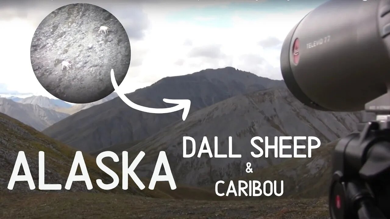 Alaska Dall Sheep Hunt and Caribou Hunt, MDMM Season 5 Ep. #1, Brooks Range Hunting Adventure Film