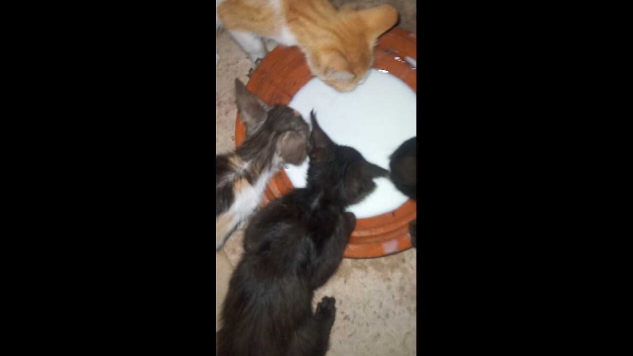 watch this beautiful cat and milk