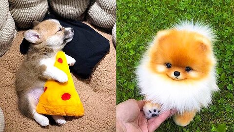 Funniest Animals Video - Funny Dogs And Cats - Try Not To Laugh Animals 2023
