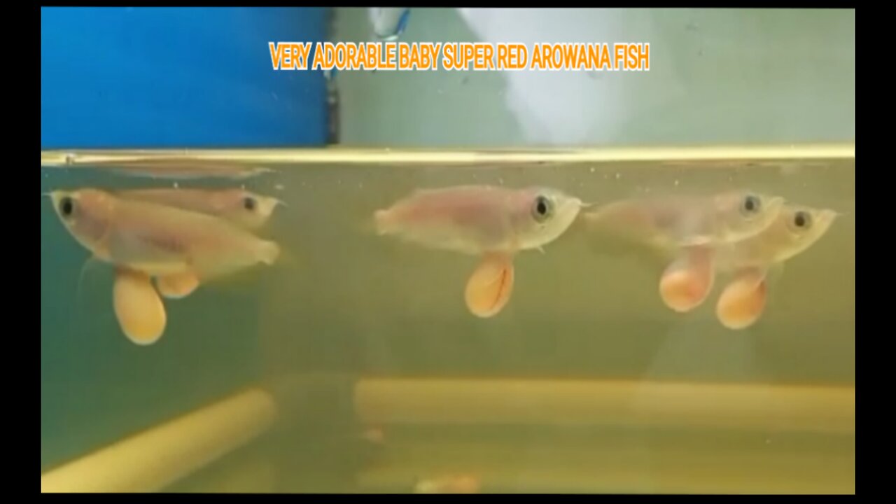 HARVEST OF VERY AWESOME BABY SUPER RED AROWANA FISH