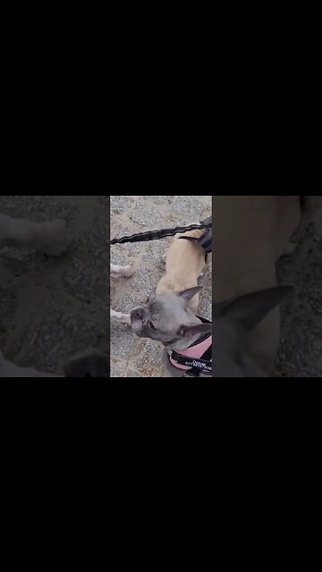 French bull dogs and a nippy horse #horseguardsparade