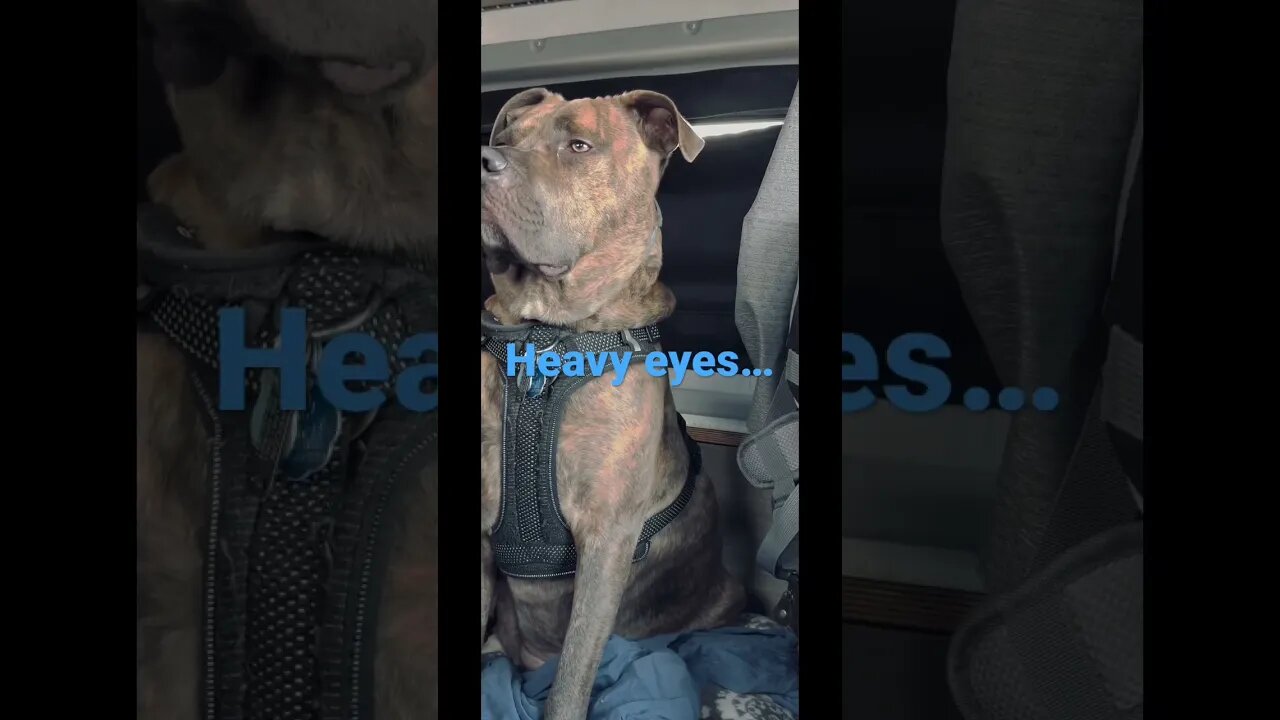 Falling asleep waiting for dad #funnyvideo #shorts #dog #travel #pets #cute #