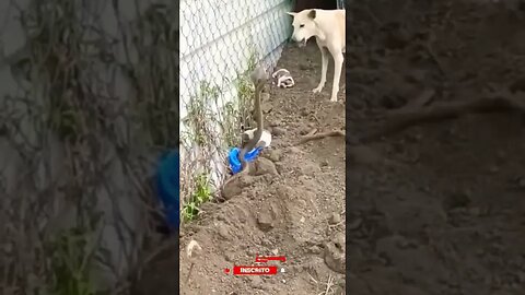 Serpente aparece para tentar pegar filhotes de cachorro