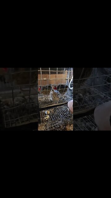 How to put an end to the egg shortage / prices #eggs #food #quail #homestead #homesteading #prepping