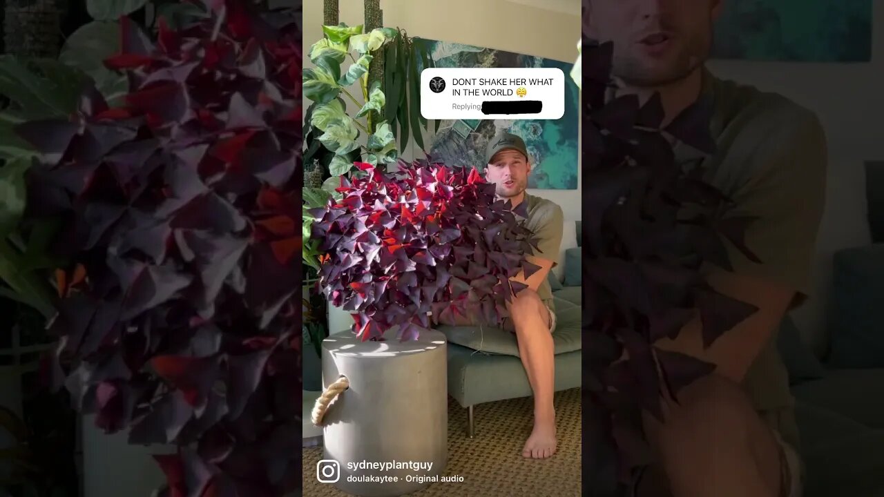 Just keep shaking 😅 #oxalistriangularis #houseplants