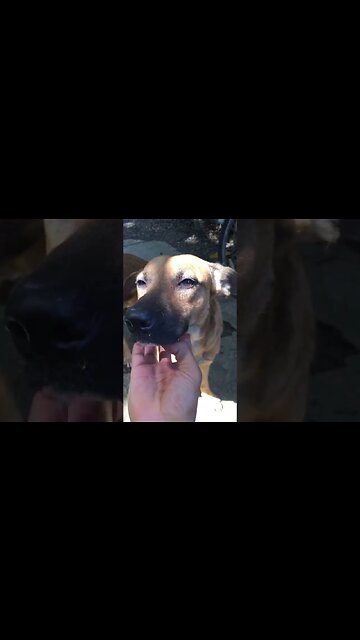 Mans Best Friend ...