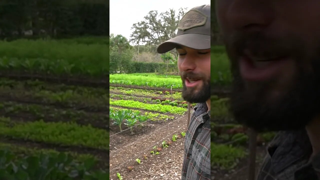 We Expanded Our Market Gardens! Utilizing the rows in our Syntropic Agroforestry System!