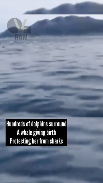 Hundreds Of Dolphins Surround A Whale Momma Giving Birth