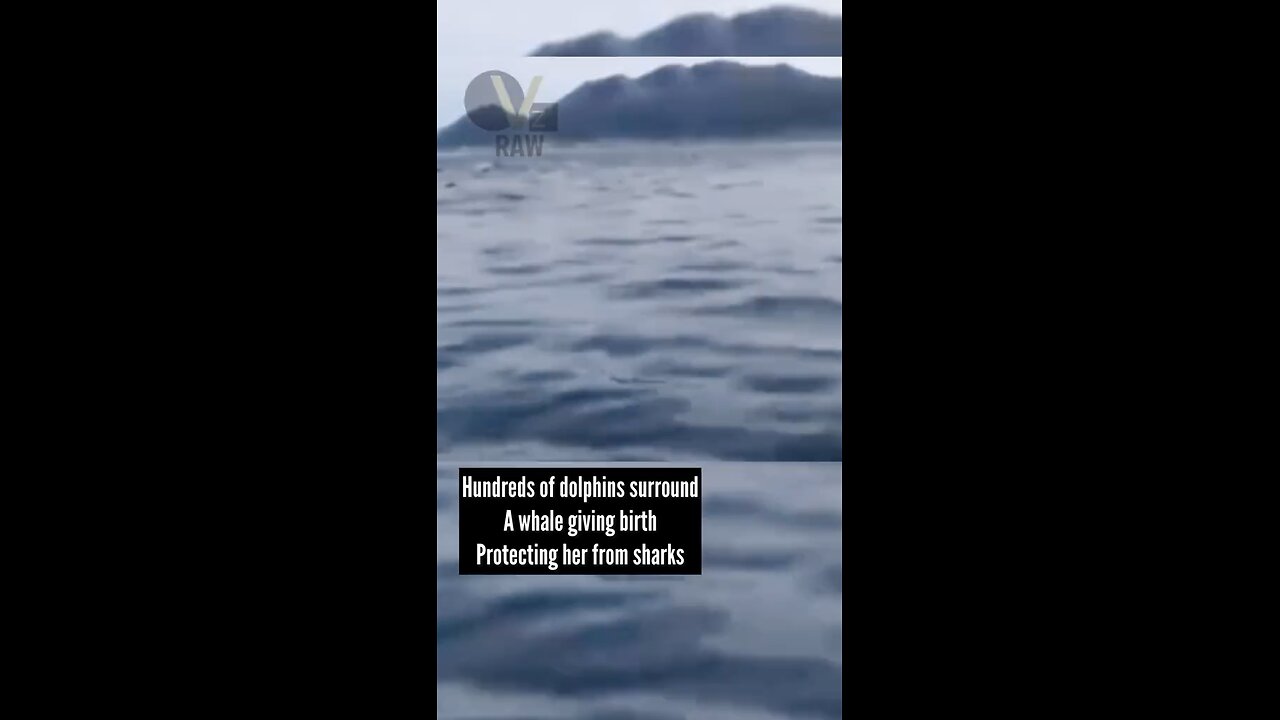 Hundreds Of Dolphins Surround A Whale Momma Giving Birth
