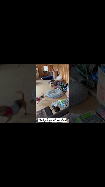 Norman ￼ across our baby dog