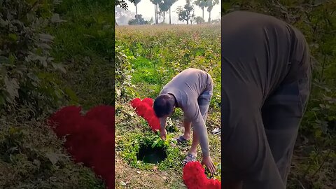 flower production #shorts #tranding #flower #flowers