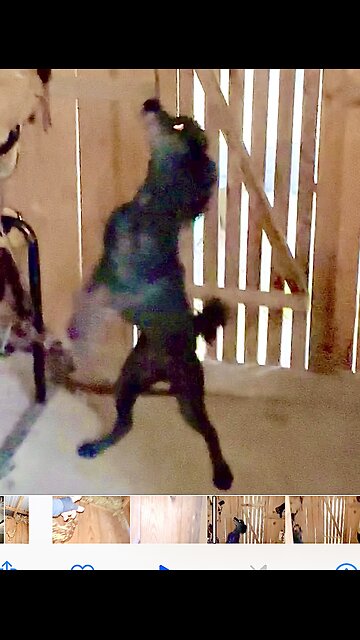 Poodle dog get serious about his rat catching!!!😳😂😂😂