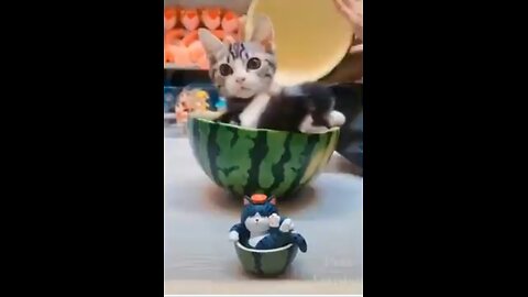 Animal Funny videos!!! Worth to watch_Can't stop you laugh