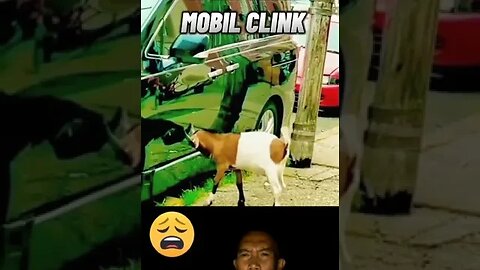 siapa yg salah #animals #memelucu #memevideo