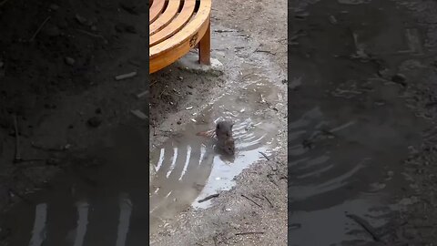 Paris Has a Bit of a Rat Problem 🇫🇷
