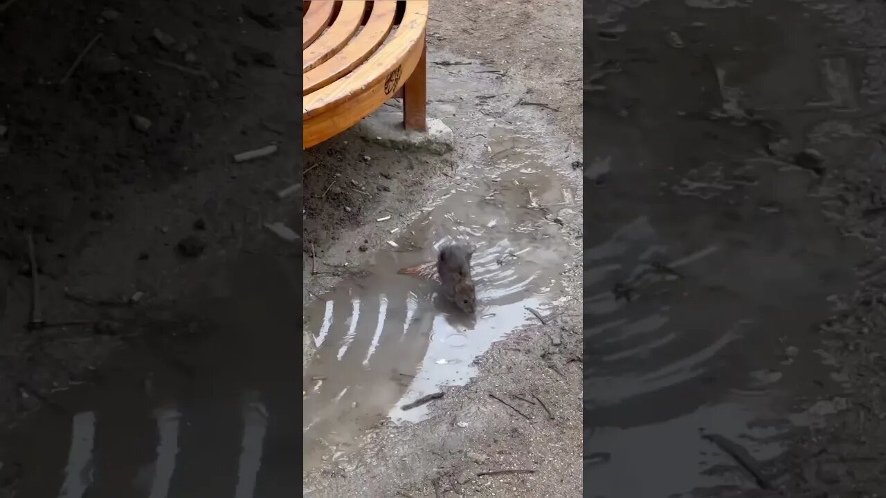 Paris Has a Bit of a Rat Problem 🇫🇷