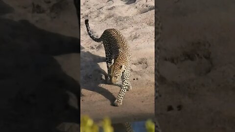 Leopard Leap #shorts | #ShortsAfrica