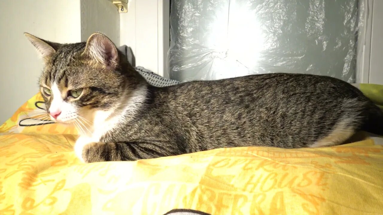 Kitten Wakes Up, Yawns and Stretches