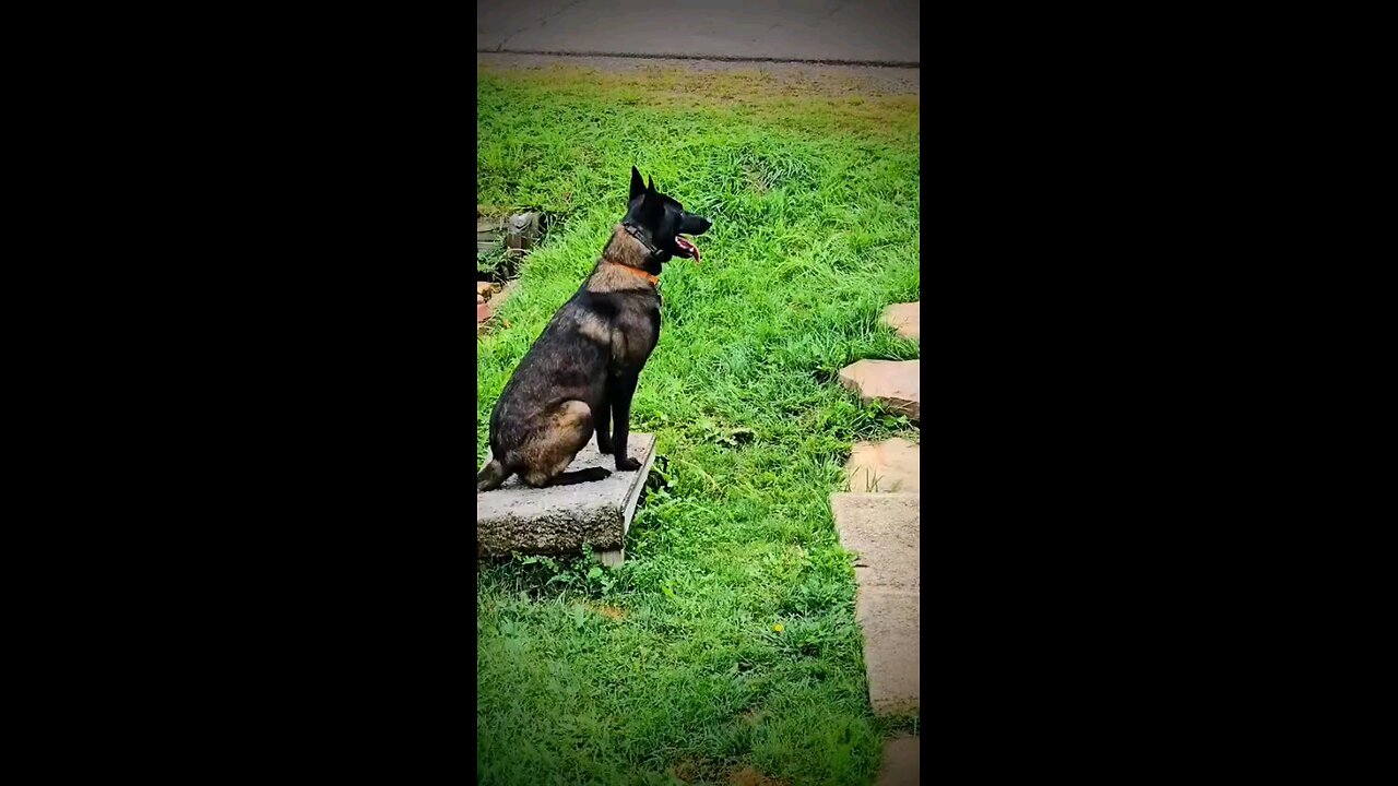 training my Belgian Malinois to walk on the most difficult surfaces