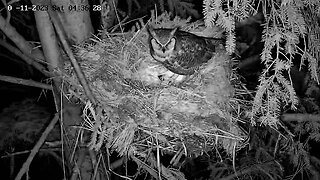 Albert Brings Prey to The Nest 🦉 02/11/23 04:35