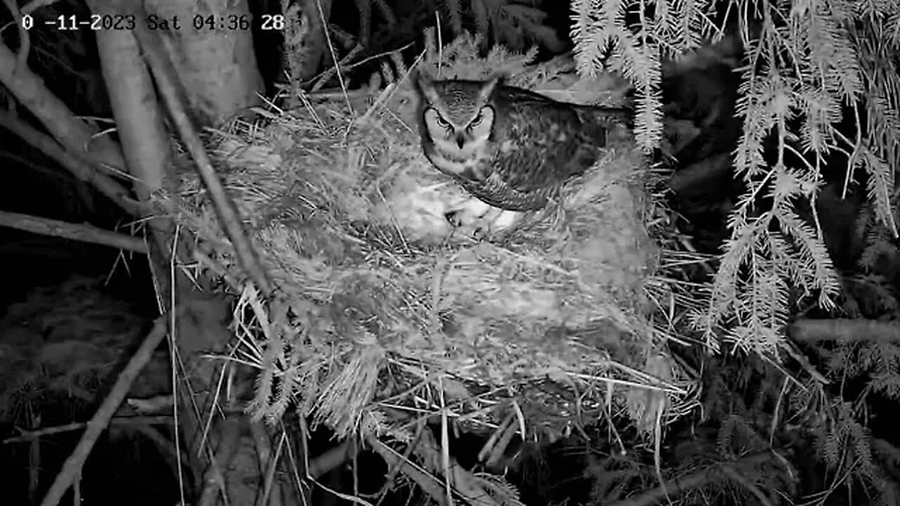 Albert Brings Prey to The Nest 🦉 02/11/23 04:35