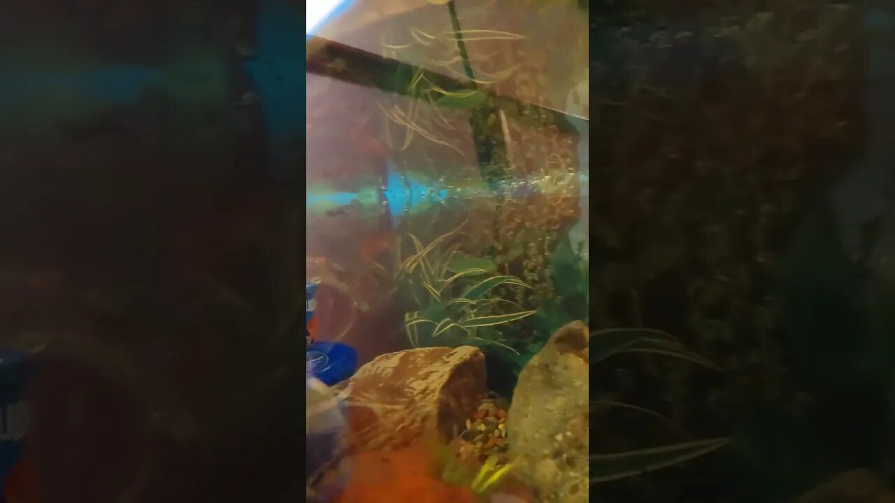 Sooooo many fishes! 🐢🐟 #pets #turtle #fish