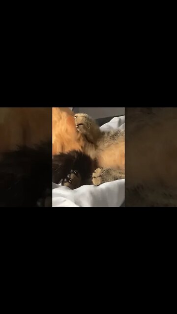 The cat is a prankster