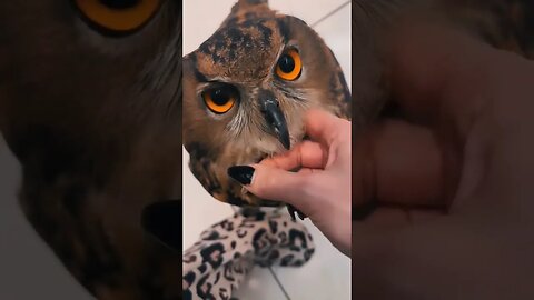 #viral #viralvideo #viralshort #owl