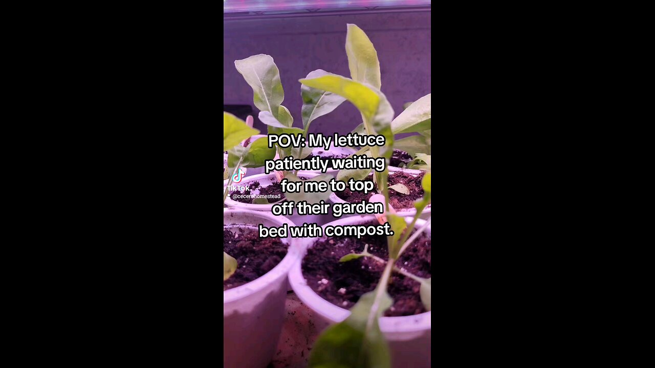 Lettuce Seedlings