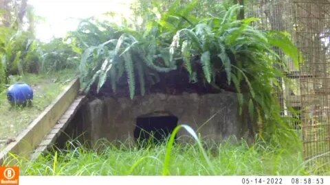 Val bobcat-camera trap footage #1, May 2022
