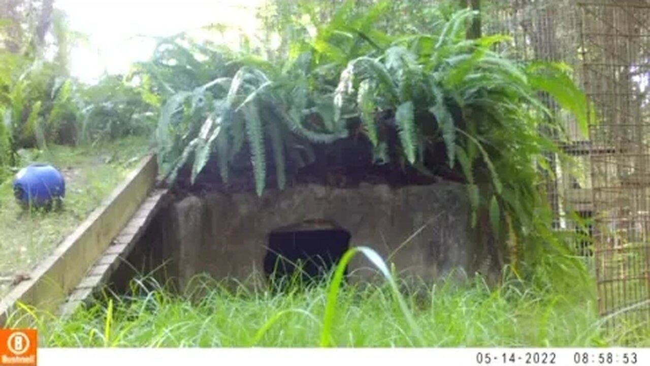 Val bobcat-camera trap footage #1, May 2022