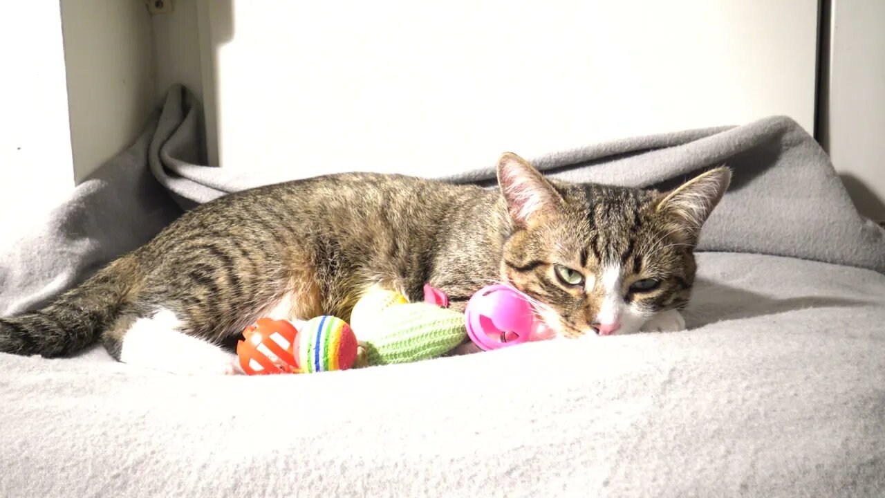This Cat Guards His Toys so Patiently
