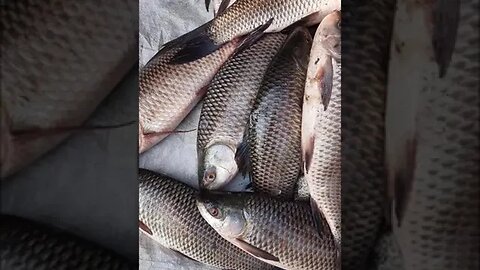 popular rui fish in bangladeshi #fish #shorts