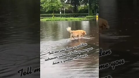 Dog Life Tiktok golden friesian