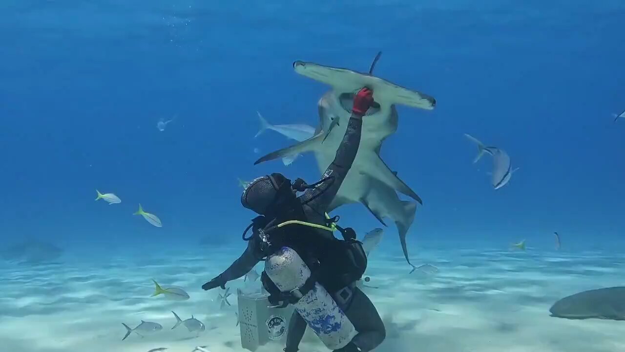 Great Hammerhead Shark Dive