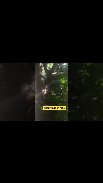 Olha o quanto de umbu no chão, #Belezas do Nordeste