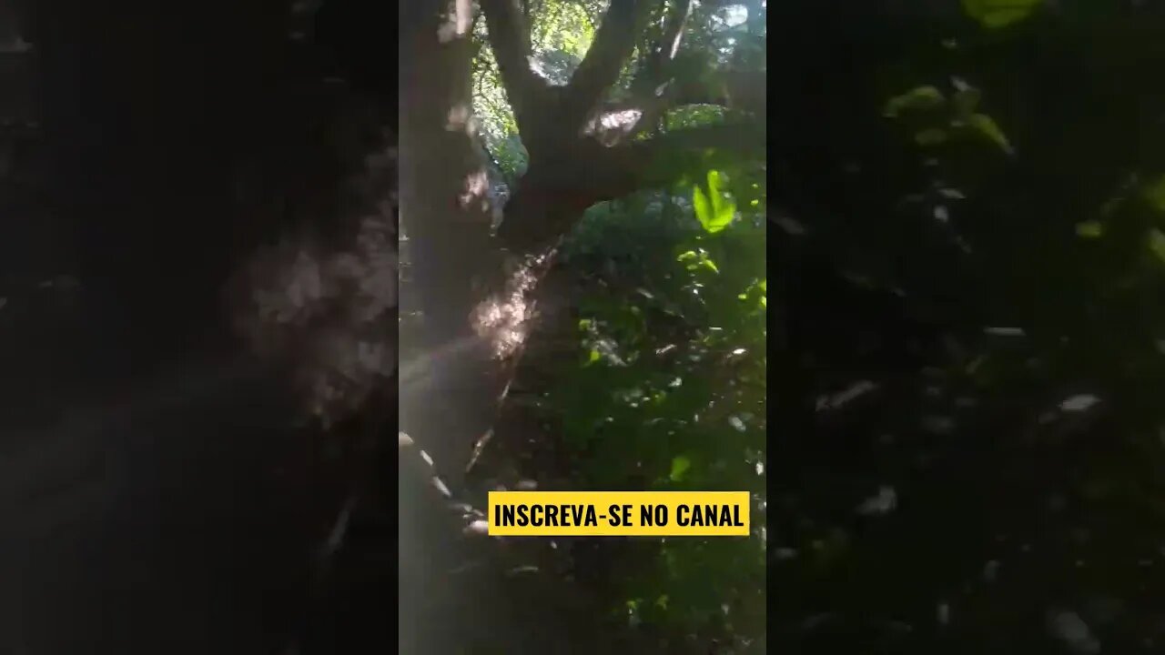 Olha o quanto de umbu no chão, #Belezas do Nordeste