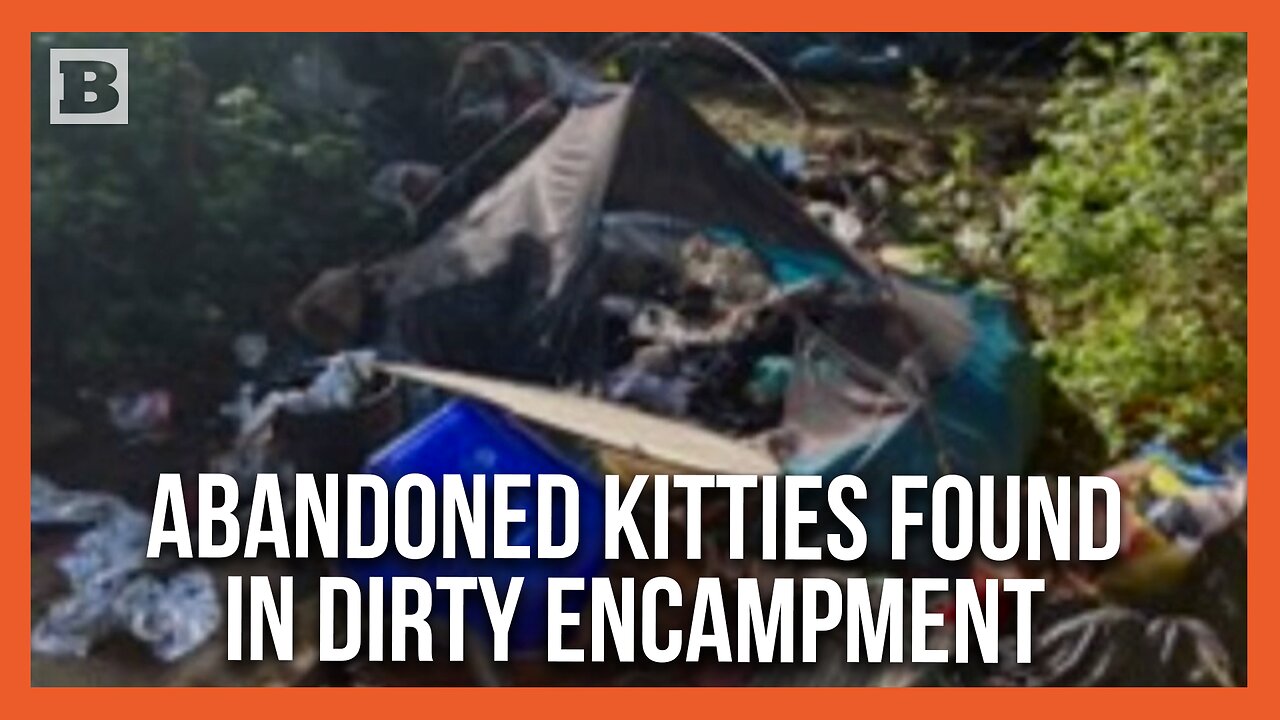 Washington State: Feral Kittens Found While Clearing 10 Tons of Waste from Homeless Camps