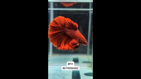 Solid red OHM Rosetail Male