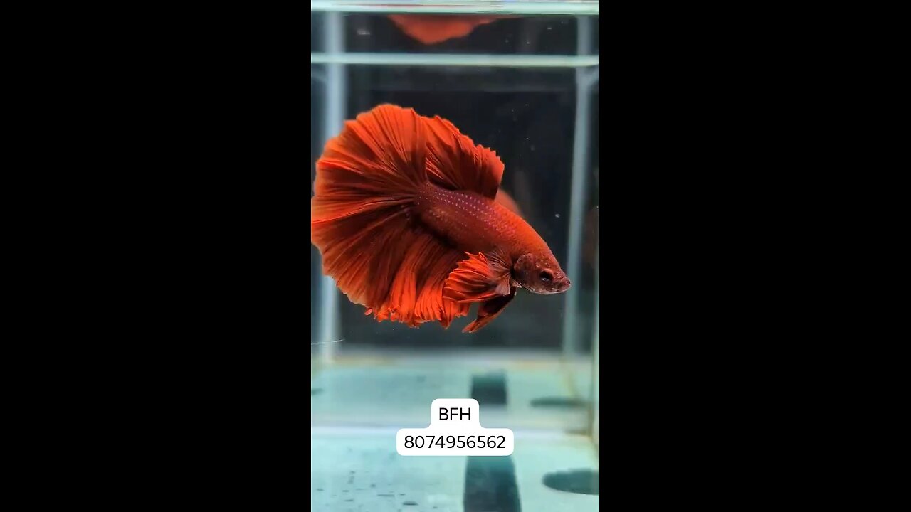 Solid red OHM Rosetail Male