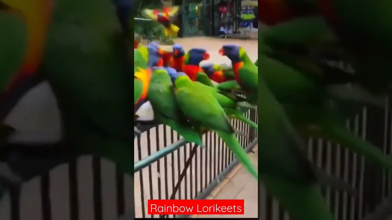 Feeding Rainbow Lorikeets in Sydney, Australia l #shorts l #rainbowlorikeet l @BikisAviary